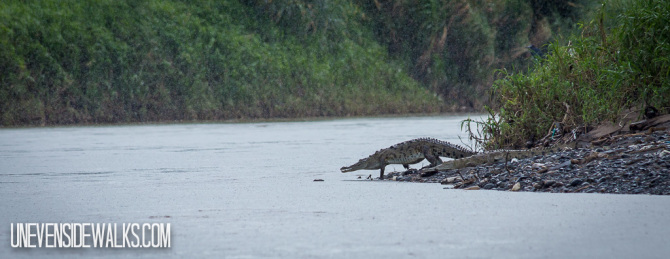 Crocodile Entering Water